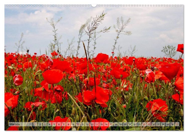 Produktbild: Voll Mohn (Wandkalender 2026 DIN A2 quer), CALVENDO Monatskalender
