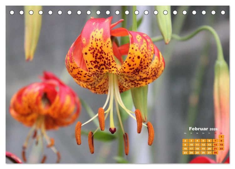 Produktbild: Lilien (Lilium) (Tischkalender 2026 DIN A5 quer), CALVENDO Monatskalender