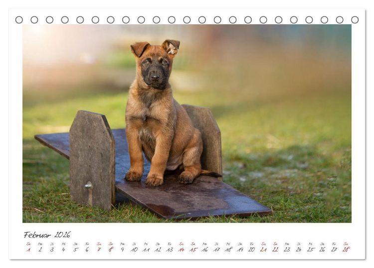Produktbild: Mit dem Malinois durch das Jahr (Tischkalender 2026 DIN A5 quer), CALVENDO Monatskalender