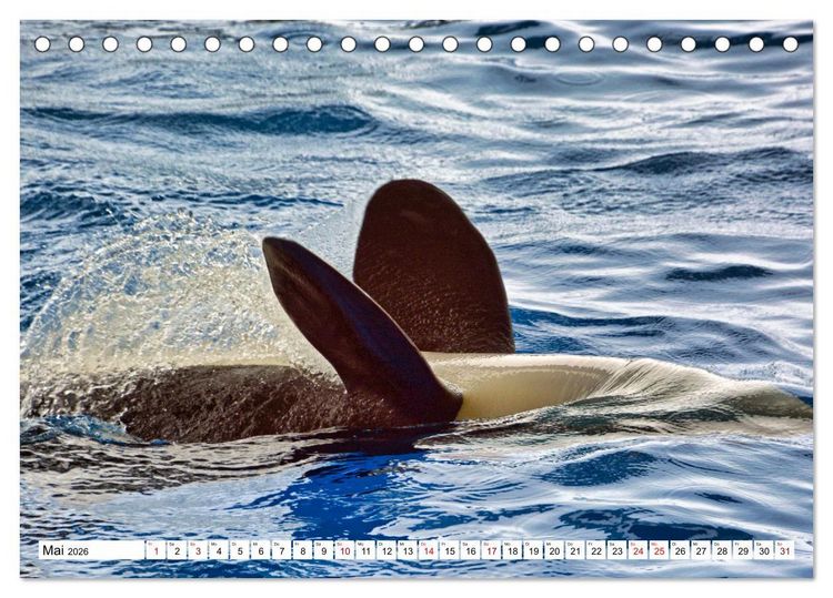 Produktbild: Wale und Delfine - Intelligente Meeress&auml;uger (Tischkalender 2026 DIN A5 quer), CALVENDO Monatskalender