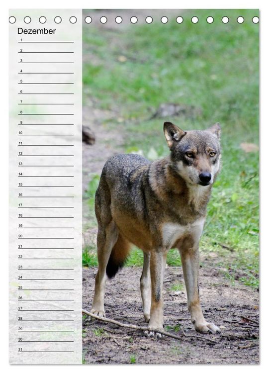 Produktbild: Der Wolf - Isegrim in den heimischen W&auml;ldern - Kalender 2026 (Tischkalender 2026 DIN A5 hoch), CALVENDO Monatskalender