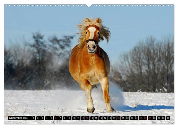 Produktbild: Welt der Pferde (Wandkalender 2026 DIN A2 quer), CALVENDO Monatskalender