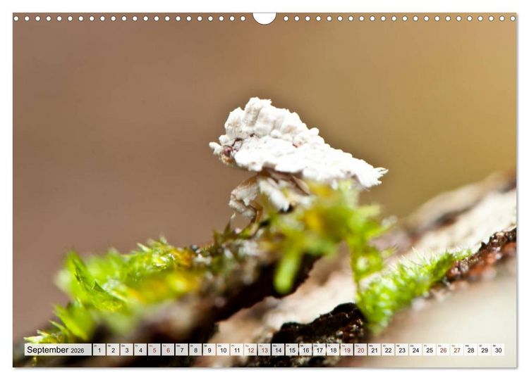 Produktbild: INSEKTEN GANZ NAHE (Wandkalender 2026 DIN A3 quer), CALVENDO Monatskalender