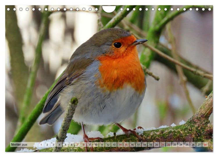 Produktbild: Jolis oiseaux de jardin (Calendrier mural 2026 DIN A4 vertical), CALVENDO calendrier mensuel