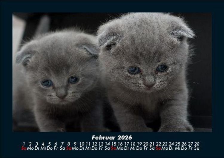 Produktbild: F&uuml;r Katzenfreunde 2026 Fotokalender DIN A5