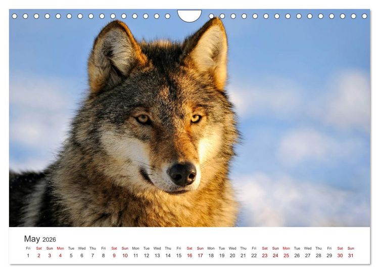 Produktbild: Wild Canada (Wall Calendar 2026 DIN A4 landscape), CALVENDO 12 Month Wall Calendar