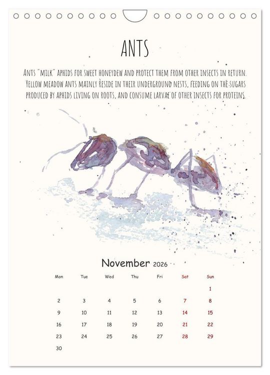 Produktbild: Symbiosis, the story of collaborations in nature (Wall Calendar 2026 DIN A4 portrait), CALVENDO 12 Month Wall Calendar