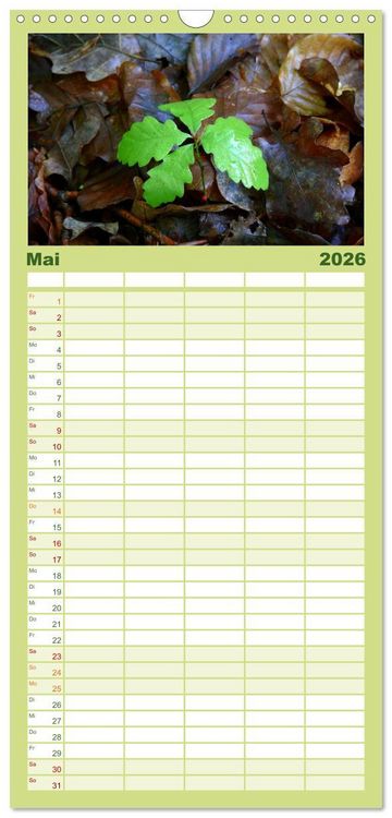 Produktbild: Familienplaner 2026 - Wald und Baum 2026 mit 5 Spalten (Wandkalender, 21 x 45 cm) CALVENDO