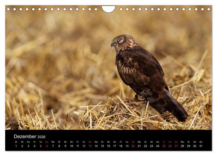 Produktbild: Wiesenweihen in Deutschland (Wandkalender 2026 DIN A4 quer), CALVENDO Monatskalender
