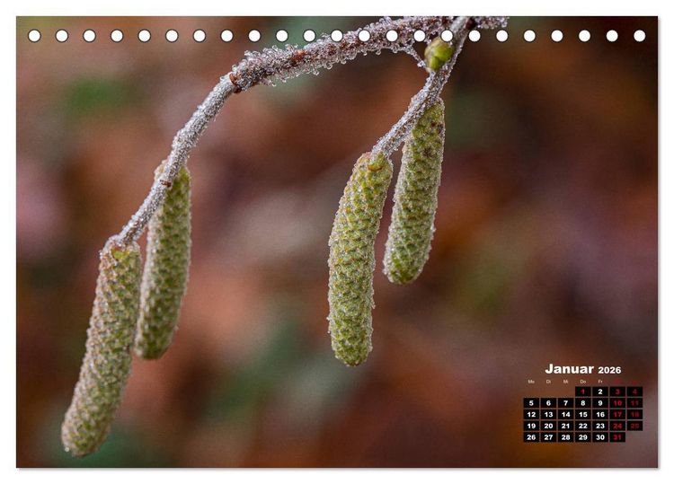 Produktbild: B&auml;ume im Detail (Tischkalender 2026 DIN A5 quer), CALVENDO Monatskalender