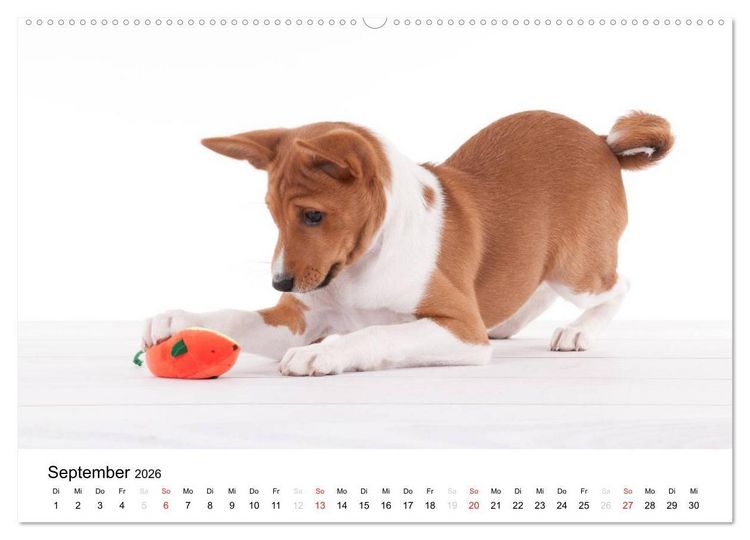 Produktbild: Allerliebste Basenji Welpen 2026 (Wandkalender 2026 DIN A2 quer), CALVENDO Monatskalender