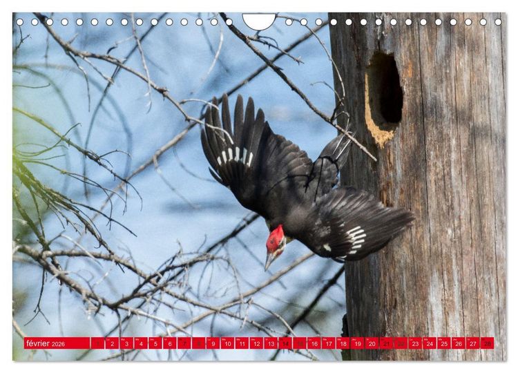 Produktbild: LA FOR&Ecirc;T DES PICS (Calendrier mural 2026 DIN A4 vertical), CALVENDO calendrier mensuel
