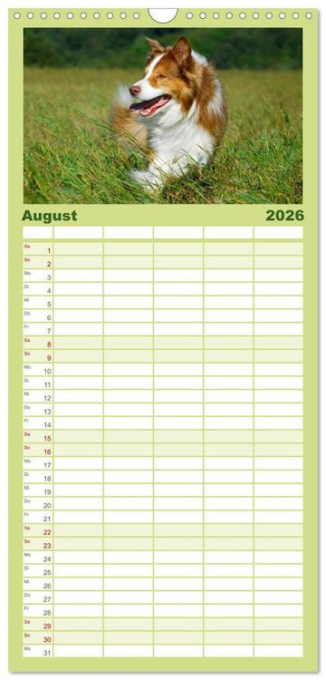 Produktbild: Familienplaner 2026 - Border Collie - Das Universalgenie unter den Hunden mit 5 Spalten (Wandkalender, 21 x 45 cm) CALVENDO