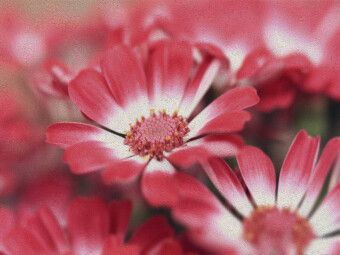 Produktbild: CALVENDO Puzzle Ein Motiv aus dem Kalender Florale Sch&ouml;nheiten | 1000 Teile Lege-Gr&ouml;&szlig;e 64x48cm Foto-Puzzle f&uuml;r gl&uuml;ckliche Stunden