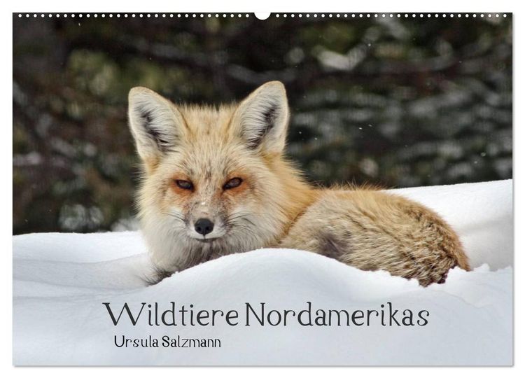 Produktbild: Wildtiere Nordamerikas (Wandkalender 2026 DIN A2 quer), CALVENDO Monatskalender