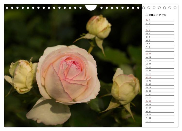 Produktbild: Zauberhafte Rosen (Wandkalender 2026 DIN A4 quer), CALVENDO Monatskalender