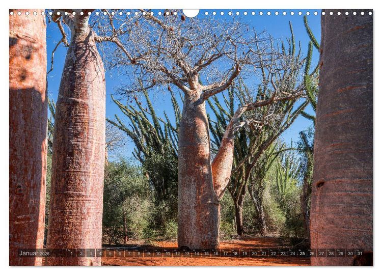 Produktbild: Zauberwald Ifaty &middot; Traumhafte Baobabs in Madagaskar (Wandkalender 2026 DIN A3 quer), CALVENDO Monatskalender