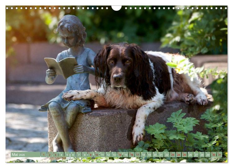 Produktbild: Passion Jagdhund - Kleiner M&uuml;nsterl&auml;nder (Wandkalender 2026 DIN A3 quer), CALVENDO Monatskalender