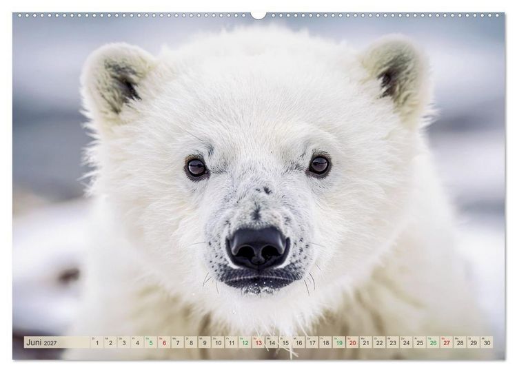 Produktbild: Babys der Wildnis (Wandkalender 2027 DIN A2 quer), CALVENDO Monatskalender