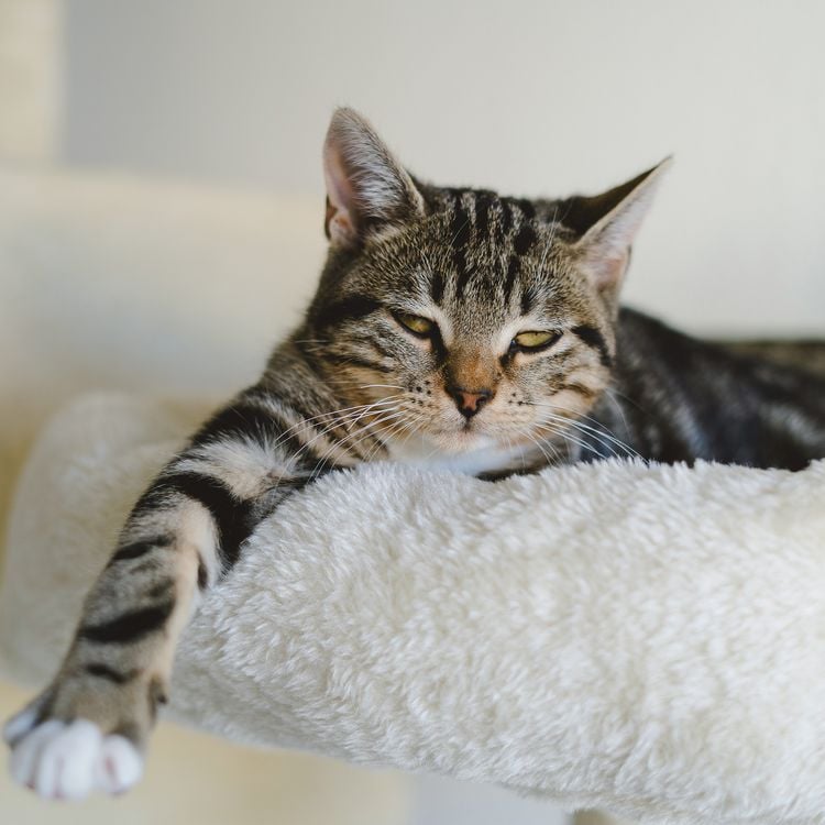 Produktbild: Katzen / Cats 2027
