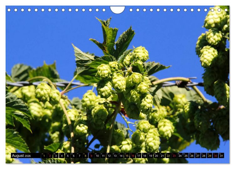 Produktbild: Biergenuss zu jeder Jahreszeit (Wandkalender 2026 DIN A4 quer), CALVENDO Monatskalender