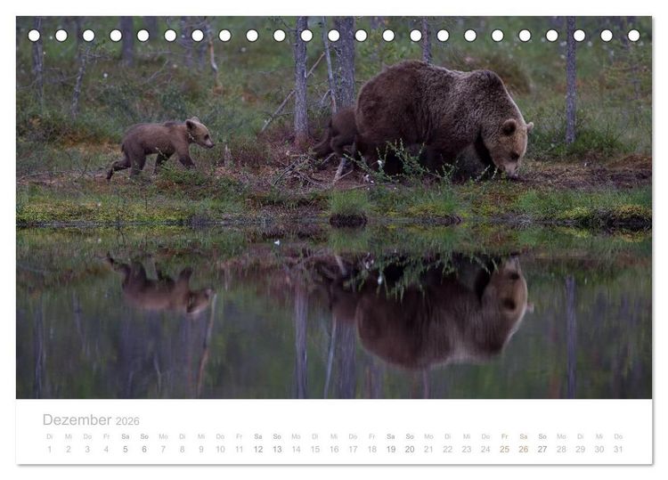 Produktbild: Braunb&auml;ren - pelzige Riesen in Finnlands W&auml;ldern (Tischkalender 2026 DIN A5 quer), CALVENDO Monatskalender