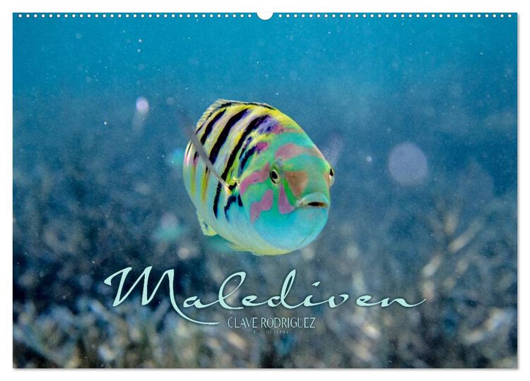 Produktbild: Unterwasserwelt der Malediven II (Wandkalender 2026 DIN A2 quer), CALVENDO Monatskalender