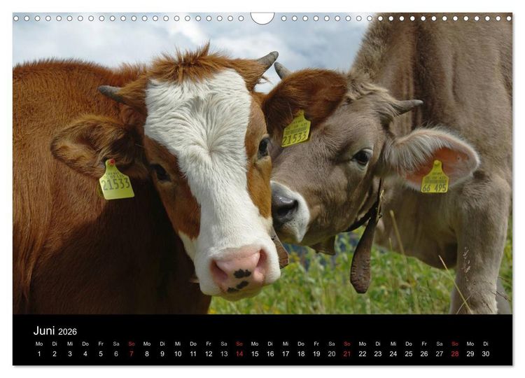 Produktbild: Gl&uuml;ckliches Rindvieh 2026 (Wandkalender 2026 DIN A3 quer), CALVENDO Monatskalender