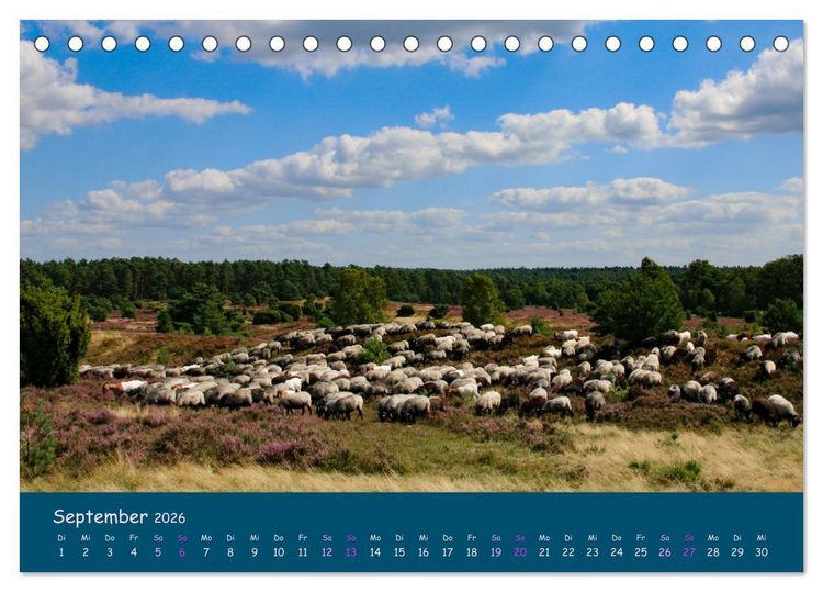 Produktbild: Heidschnucken, die pr&auml;chtigen Schafe der L&uuml;neburger Heide (Tischkalender 2026 DIN A5 quer), CALVENDO Monatskalender