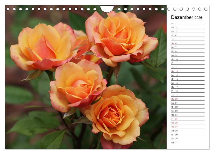 Produktbild: Zauberhafte Rosen (Wandkalender 2026 DIN A4 quer), CALVENDO Monatskalender