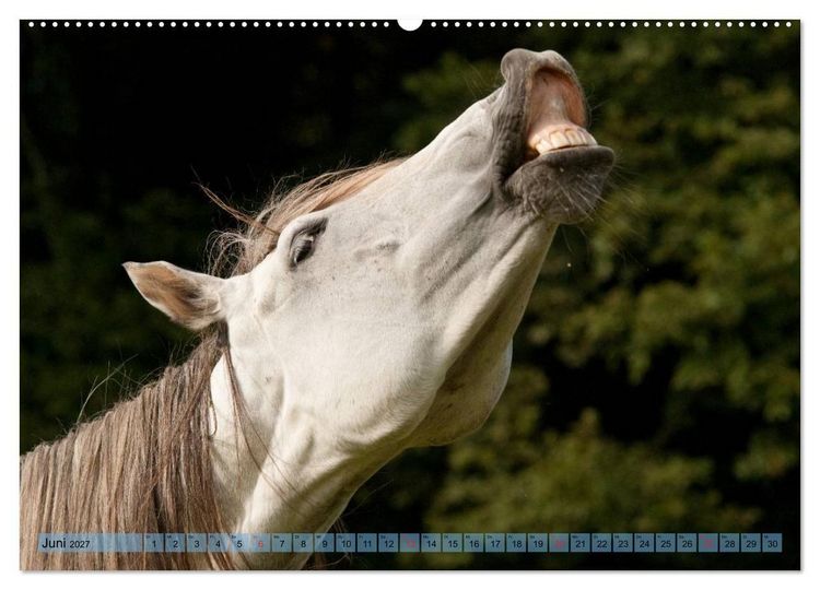 Produktbild: Lustiger Schimmel - ein Pferd mit Humor (hochwertiger Premium Wandkalender 2027 DIN A2 quer), Kunstdruck in Hochglanz