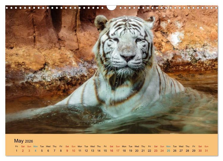 Produktbild: Just Bengal Tigers (Wall Calendar 2026 DIN A3 landscape), CALVENDO 12 Month Wall Calendar