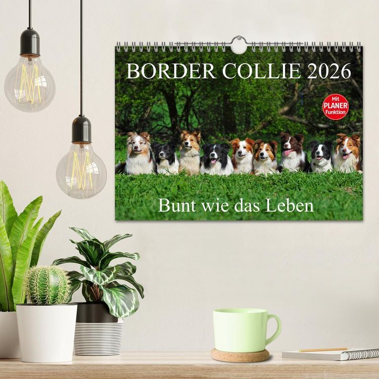Produktbild: Border Collie 2026 (Wandkalender 2026 DIN A4 quer), CALVENDO Monatskalender