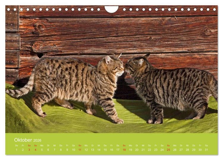 Produktbild: Wir sind die Stars am Bauernhof (Wandkalender 2026 DIN A4 quer), CALVENDO Monatskalender