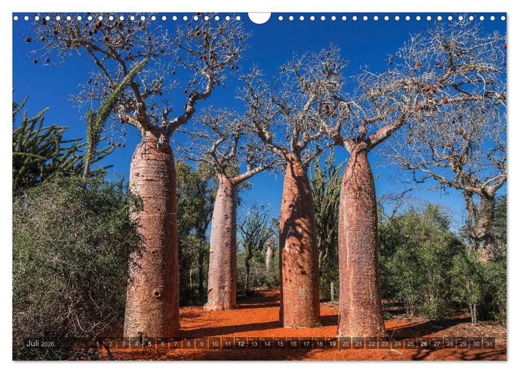 Produktbild: Zauberwald Ifaty &middot; Traumhafte Baobabs in Madagaskar (Wandkalender 2026 DIN A3 quer), CALVENDO Monatskalender