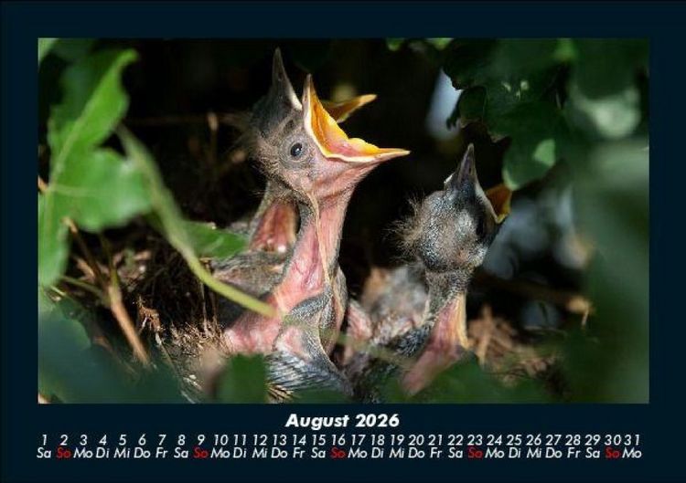 Produktbild: Vogelparadies 2026 Fotokalender DIN A5