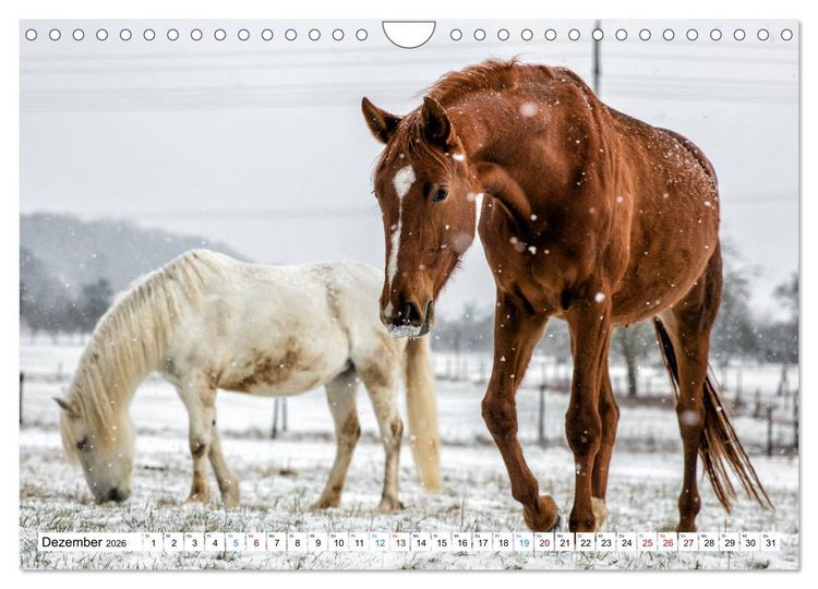 Produktbild: Durch das Jahr mit der Trakehner-Stute Fleur (Wandkalender 2026 DIN A4 quer), CALVENDO Monatskalender