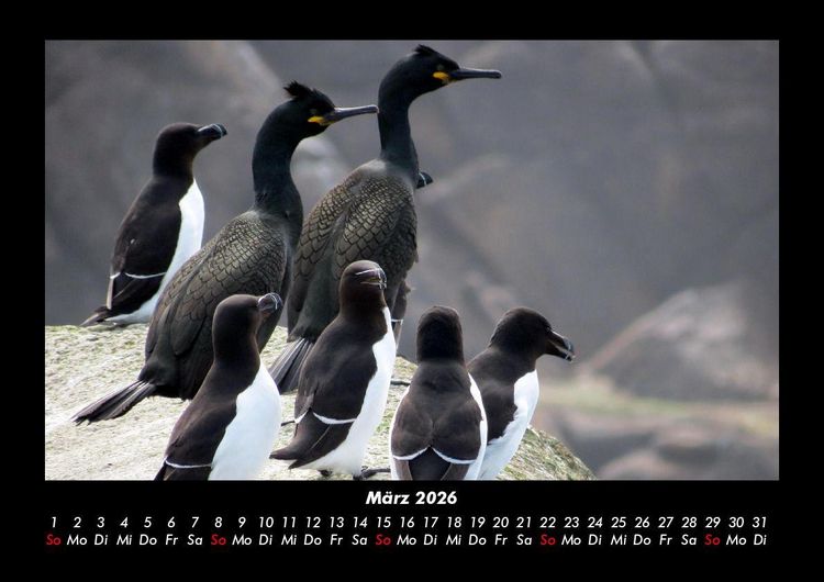 Produktbild: Tierkalender 2026 Fotokalender DIN A3