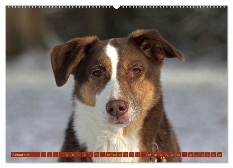 Produktbild: Faszination Hund (Wandkalender 2026 DIN A2 quer), CALVENDO Monatskalender