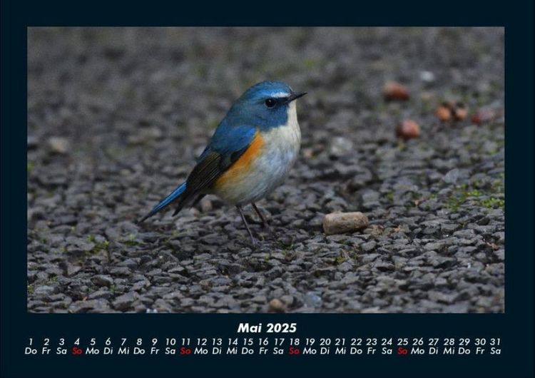 Produktbild: Vogelparadies 2025 Fotokalender DIN A4