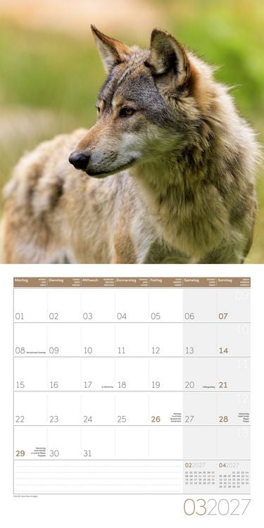 Produktbild: W&ouml;lfe Kalender 2027 - 30x30 - Art12
