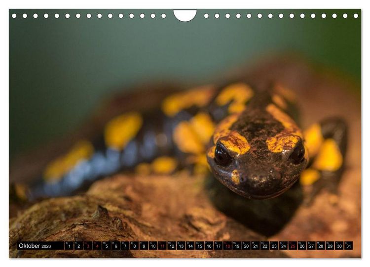 Produktbild: Salamander und Co. (Wandkalender 2026 DIN A4 quer), CALVENDO Monatskalender