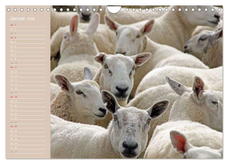 Produktbild: Schafe / Geburtstagskalender (Wandkalender 2026 DIN A4 quer), CALVENDO Monatskalender