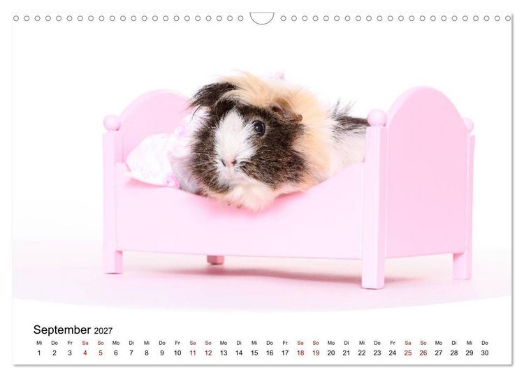 Produktbild: Niedliche Meerschweinchen (Wandkalender 2027 DIN A3 quer), CALVENDO Monatskalender