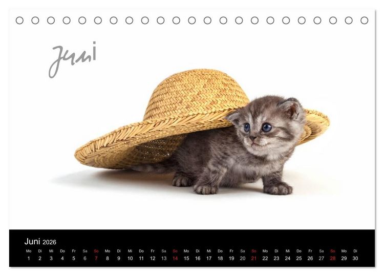 Produktbild: Katzenbabys (Tischkalender 2026 DIN A5 quer), CALVENDO Monatskalender