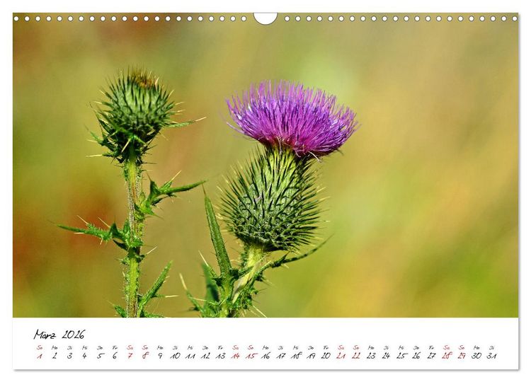 Produktbild: Sch&ouml;nheiten in freier Natur (Wandkalender 2026 DIN A3 quer), CALVENDO Monatskalender