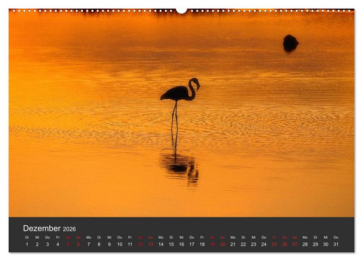 Produktbild: Pretty Flamingo (Wandkalender 2026 DIN A2 quer), CALVENDO Monatskalender