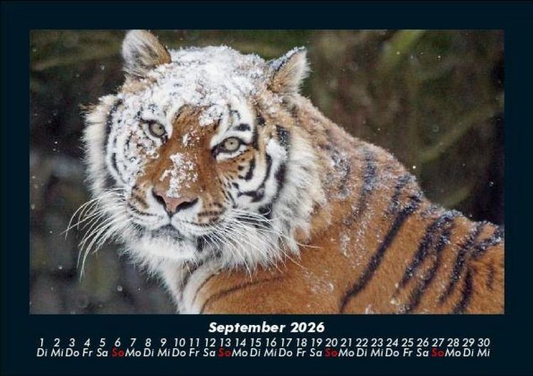 Produktbild: Tiger 2026 Fotokalender DIN A5
