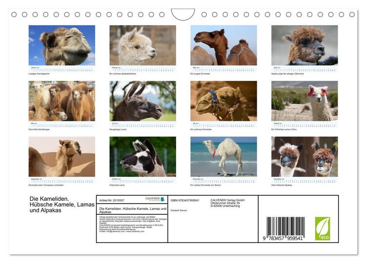 Produktbild: Die Kameliden. H&uuml;bsche Kamele, Lamas und Alpakas (Wandkalender 2026 DIN A4 quer), CALVENDO Monatskalender