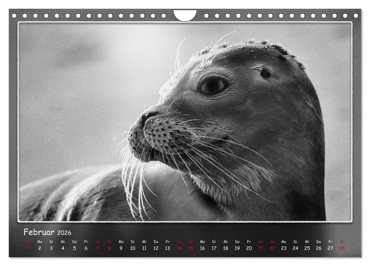 Produktbild: Tieren ins Gesicht geschaut (Wandkalender 2026 DIN A4 quer), CALVENDO Monatskalender